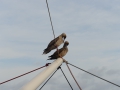Blubird2