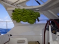 Bananstocken på plats!