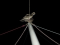 bluebird31